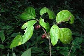 Image result for Actinodaphne