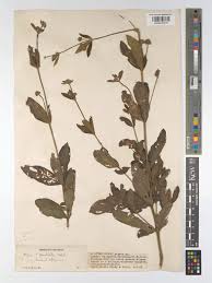 Image result for Lippia abyssinica
