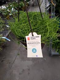 During the dormant season, the plant should be watered no. Care Tips For My First Rhipsalis Exotic Angel Basket Means Wet Peaty Soil Should I Repot Houseplants