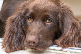 Image result for německý ohař dlouhosrstý