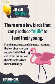 Advertisement advertisement pets make wonderful companions. Birds That Can Produce Milk Fun Facts About Animals Fun Facts For Kids Flamingo Facts