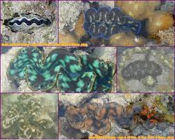 หอยมือเสือ (giant clams) เป็นหอยในกลุ่มหอยสองฝาที่มีขนาดใหญ่ที่สุด มีแหล่งอาศัยดำรงชีวิตอยู่ตามแนวปะการัง พบแพร่กระจายอยู่เฉพาะในทะเลเขตร้อนแถบ. à¸ž à¸‡à¸‡à¸²à¸—à¸£ à¸› à¸•à¸­à¸™à¸— 2 à¸­ à¸—à¸¢à¸²à¸™à¹à¸« à¸‡à¸Šà¸²à¸• à¸«à¸¡ à¹€à¸à¸²à¸°à¸ª à¸£ à¸™à¸—à¸£ 3 à¸§ à¸™ 2 à¸„ à¸™