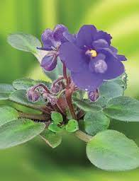 We did not find results for: Miniature African Violets Violet Dutch Tesselaar