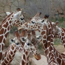 Pin By Carol Kurtz On Favorite Places Spaces Giraffe Cheyenne Mountain Zoo Zoo Near Me