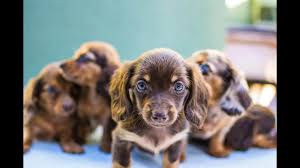 Dachshund puppies for sale in texas select a breed. Miniature Dachshund Puppies For Sale Dogable