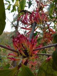 Image result for Agelanthus