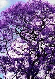 Because trees are sensitive to local climate conditions, such as rain and temperature, they give scientists some information about that area's local climate in the past. Jacaranda By Route64 Purple Trees Jacaranda Tree Flowering Trees