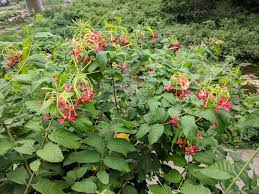 Image result for Combretum indicum