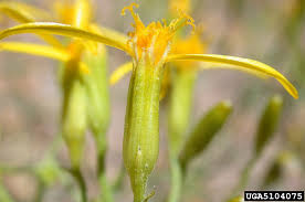 Image result for Senecio sp.no.2