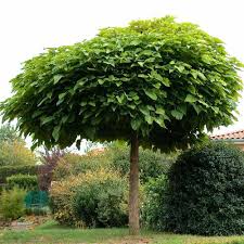 Maybe you would like to learn more about one of these? Catalpa Bungei Buy Catalpa Bungei Catalpa Bungei