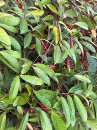 Image result for Excoecaria bussei