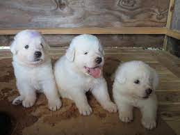 Maybe you would like to learn more about one of these? Maremma Sheepdog Info Temperament Training Puppies Pictures