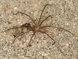 A aranha marrom é extremamente venenosa, e é conhecida por que tem uma picada que é capaz de matar o local onde o veneno atingiu, fazendo a. Aranha Marrom Veneno Caracteristicas Acidentes Toda Materia