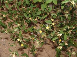 Image result for Sida chrysantha