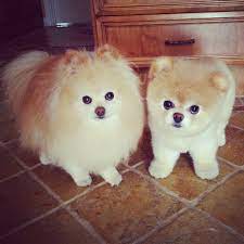 pin by emma adams on dogs boo the dog boo the cutest dog pomeranian puppy