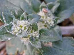 Image result for Alternanthera caracasana