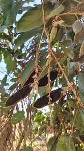 Image result for Platysepalum