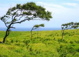 Drought tolerant hedges, wind breaks, and screens with california native plants. Best Wind Resistant Trees And Shrubs A List Of 21 Options Gardening Channel
