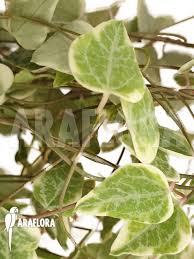 Image result for Ceropegia mirabilis