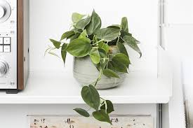 See more ideas about houseplants, indoor plants and house plants. 15 Hardy Houseplants And Where To Put Them Loveproperty Com