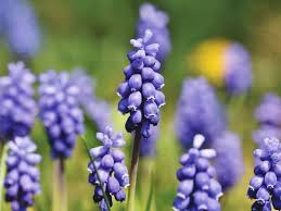 Not one has a scent that is merely fresh and leafy. Top 111 Meaningful Flower Names For Boys And Girls Florgeous