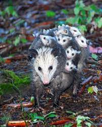 Timeline Photos Biologia Com O Prof Jubilut Cute Animals Animals Beautiful Animals