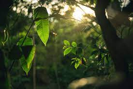 14175 sw 140th ct, beaverton (or), 97008, united states. Plant Trees Around The World Plant For The Planet