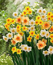 10 Daffodil Bulb Ideas For Autumn Gardening Farmfoodfamily Fall Bulb Planting Daffodil Bulbs Fall Bulbs