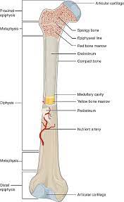 Dense compact bone and lightweight spongy bone. Long Bone Owlapps