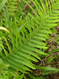 Image result for Thelypteridaceae