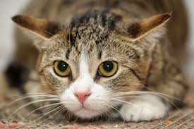 Il existe plein de noms, les uns plus beaux que les autres, cependant vous hésitez. Nom De Chats Femelle Lettre R