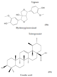 Image result for Merremia pterygocaulos