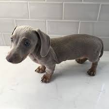 Database containing dog pedigrees including thousands of photos. Grey Dachshund Dachshund Puppy Miniature Dachshund Dog Dachshund Lovers