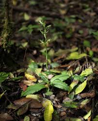 Image result for Habenaria mosambicensis