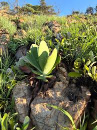 Image result for Cyphostemma lanigerum