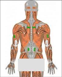The back's muscles start at the top of the back (named the cervical vertebrae) and go to the tailbone (also named the coccyx). Selected Muscles Were Attached With Ag Agcl Electrodes Lumbar Muscle Download Scientific Diagram