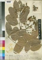 Image result for Isoberlinia doka