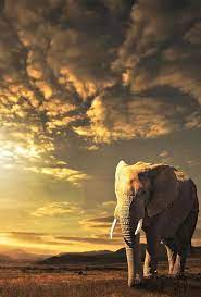 Sharing 423 Inspiring Amazing Animal Pics Animals Elephant Love Nature Animals