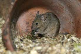 Brown Rat The Wildlife Trusts