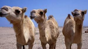 Authentic old, antique, and rare maps of arabian peninsula for sale by barry lawrence ruderman antique maps. Ancient Trade Routes Written In Camel Genes Bbc News