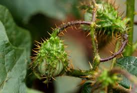 Image result for Solanum richardii