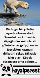 Bilge Kopek Ders Golet Yansima Hayalperest Hikaye Korku Adam Guzel Soz