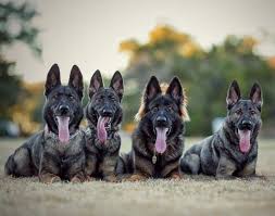 Maybe you would like to learn more about one of these? What Do You Know About Sable German Shepherds K9 Web