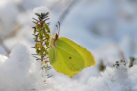 Die bedeutung der zahlen geht von 0 bis 9. Schmetterlinge Im Winter Was Den Insekten Beim Uberwintern Hilft
