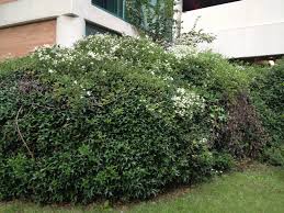 Check spelling or type a new query. Clematis Paniculata Sweet Autumn Clematis Sweet Autumn Virginsbower North Carolina Extension Gardener Plant Toolbox