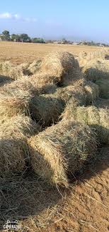 Oryza sativa l.) merupakan salah satu tanaman budidaya terpenting dalam peradaban. Vietnam Beras Hay Pakan Ternak Jerami Padi Buy Jerami Jerami Dijual Harga Beras Jerami Beras Jerami Product On Alibaba Com