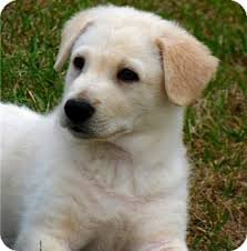 Irish wolfhound puppies for sale love a good friend and are quick to make people feel comfortable. Irish Wolfhound Poodle Mix Petfinder