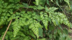 Image result for Lygodium