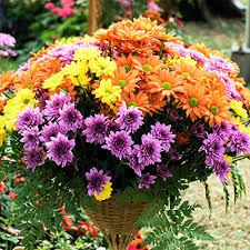 Maybe you would like to learn more about one of these? Plants Garden Flowers The Home Depot
