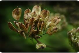 Image result for Anisosepalum